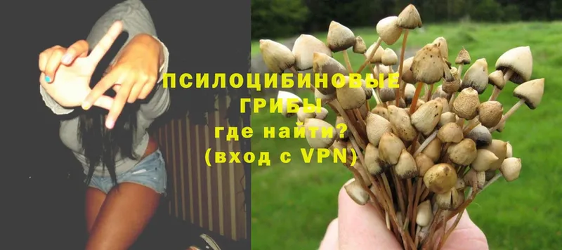 Галлюциногенные грибы Psilocybe  Майкоп 