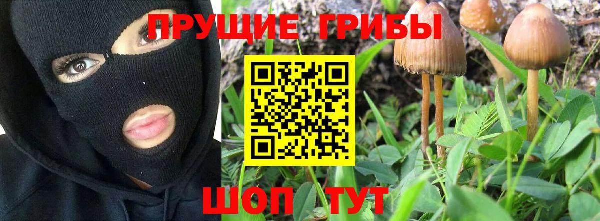 Псилоцибиновые грибы Psilocybe  Вход с VPN  Майкоп 