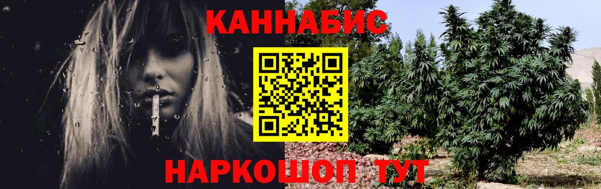 Каннабис сатива Майкоп